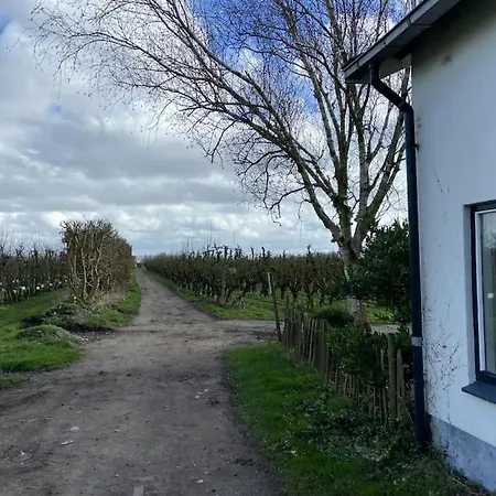 House On Estate Near Amsterdam And Keukenhof *