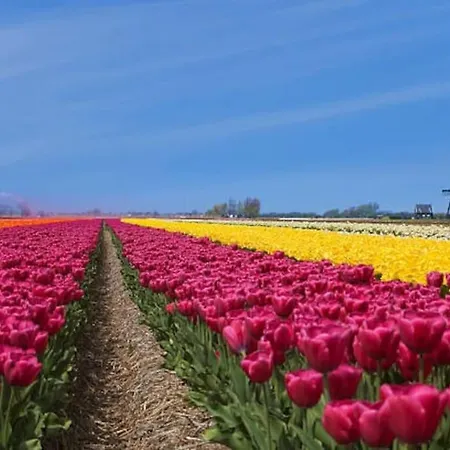 House On Estate Near Amsterdam And Keukenhof