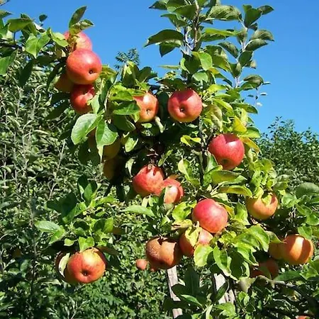 House On Estate Near Amsterdam And Keukenhof *